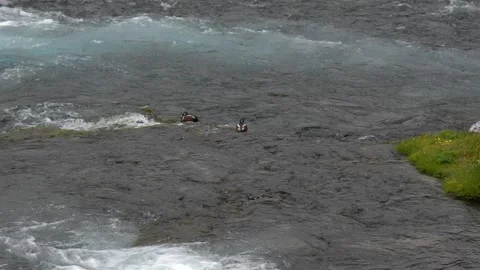 Harlequin Ducks Resting on Rocks in a Fast-Flowing Icelandic River Stock Footage 339961480