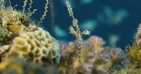 Harlequin ghost pipefish. Stock Footage 298305144