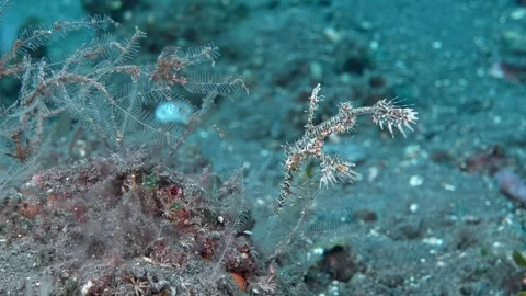Harlequin Ghostpipefish Video stock 289489504