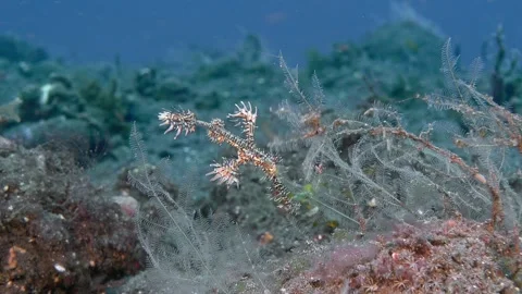 Harlequin Ghostpipefish Video stock 290056990