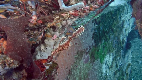 Harlequin Ghostpipefish Video stock 295238025