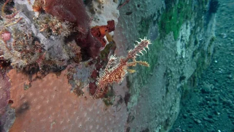 Harlequin Ghostpipefish Video stock 295902632
