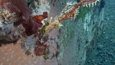 Harlequin Ghostpipefish Video stock 296260541