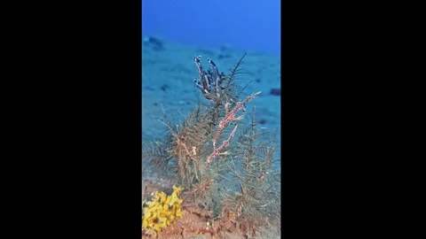 Harlequin Ghostpipefish Video stock 304933048