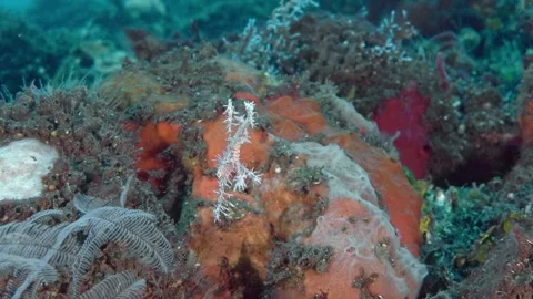 Harlequin Ghostpipefish Video stock 313368930