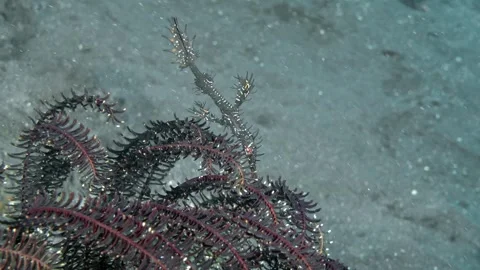 Harlequin Ghostpipefish Video stock 314407842