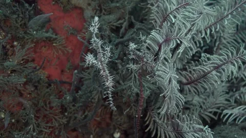 Harlequin Ghostpipefish Video stock 316104571