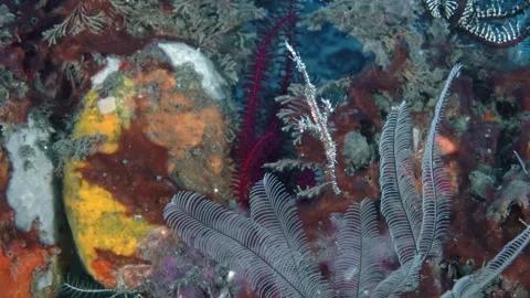 Harlequin Ghostpipefish Video stock 317473918