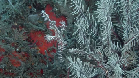 Harlequin Ghostpipefish Video stock 317661377