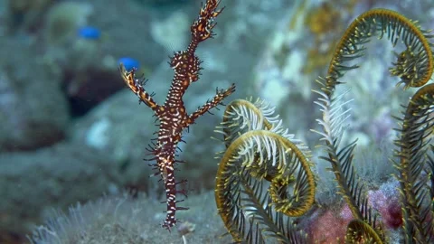 Harlequin Ghostpipefish Video stock 321622327