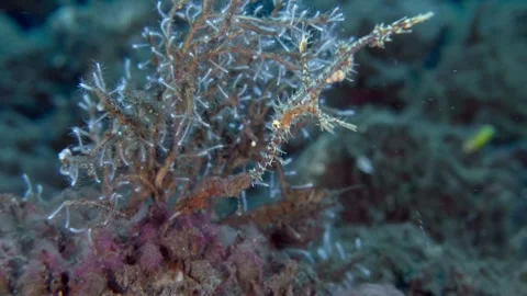 Harlequin Ghostpipefish Video stock 321622329