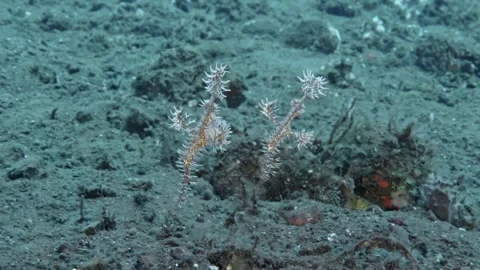 Harlequin Ghostpipefish Video stock 321916374