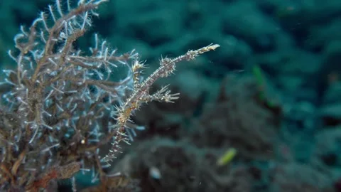 Harlequin Ghostpipefish Video stock 324832319