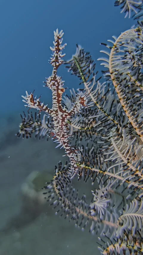 Harlequin Ghostpipefish Video stock 324832395