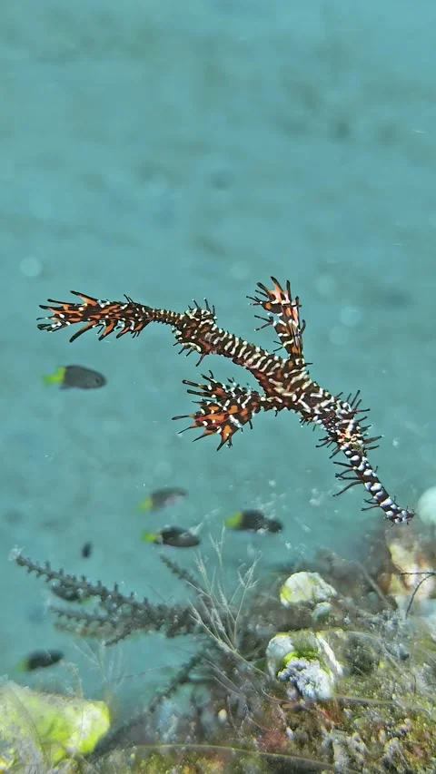 Harlequin Ghostpipefish Stock Footage 340301614