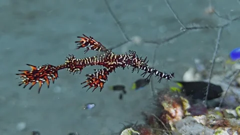 Harlequin Ghostpipefish Stock Footage 340536137