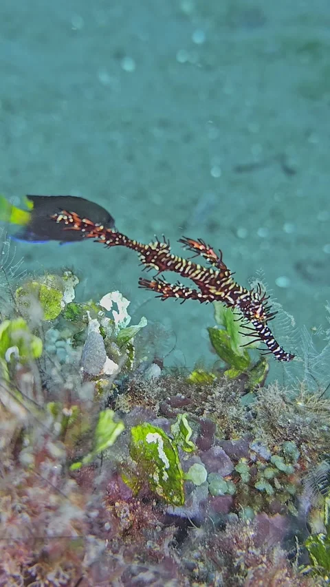 Harlequin Ghostpipefish Stock Footage 341298491