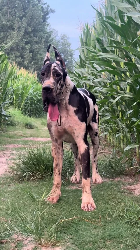 Harlequin Great Dane Standing Between Rows of Green Corn Video stock 347019292