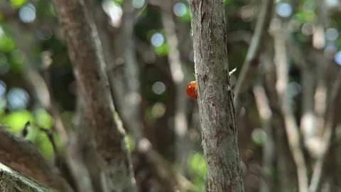Harlequin lady beetle Stock Footage 289610021