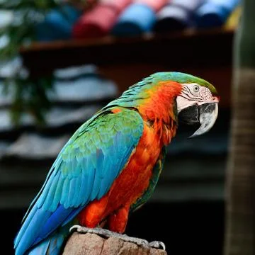 Harlequin macaw Stock Photos