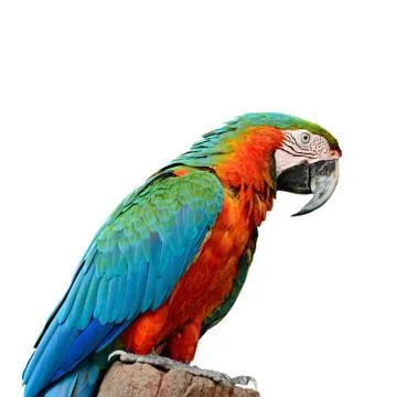 Harlequin macaw Stock Photos