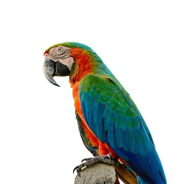 Harlequin macaw Stock Photos