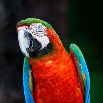 Harlequin Macaw Stock Photos