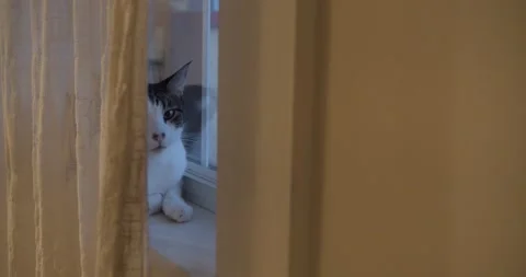 Harlequin Pattern Cat on Windowsill Behind Curtain Looking Around Stock Footage 341671602