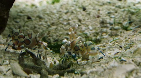 Harlequin shrimp Stock Footage 63511210