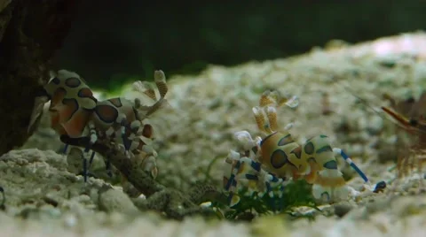 Harlequin shrimp Stock Footage 63511769