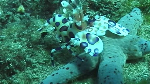Harlequin shrimp Stock Footage 106689005