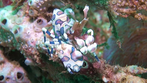 Harlequin shrimp Stock Footage 127672404