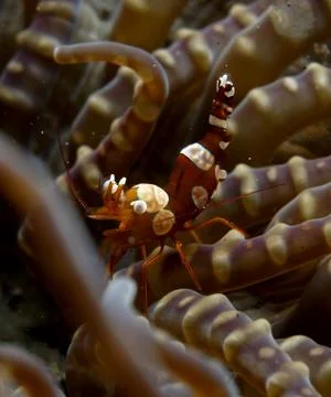 Harlequin shrimp in Lembeh Sulawesi Indonesia Stock Photos