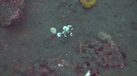 Harlequin sweetlips Stock Footage 10736452