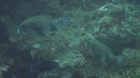 Harlequin sweetlips Stock Footage 10737720