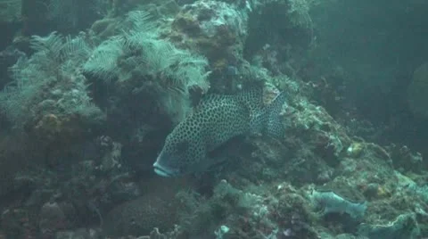 Harlequin sweetlips Stock Footage 10737723