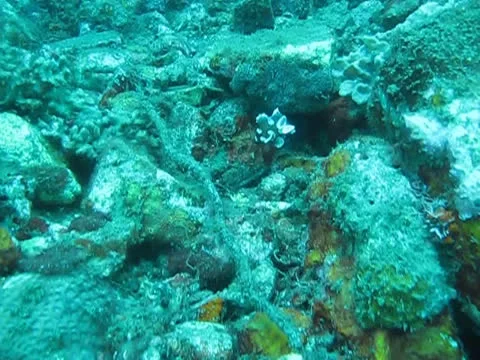 Harlequin sweetlips Stock Footage 26401604