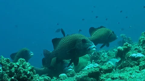 Harlequin sweetlips Stock Footage 41737002