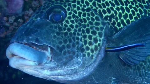 Harlequin sweetlips getting cleaned by small bicolor wrasse Stock Footage 112464357