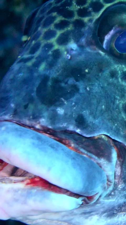 Harlequin sweetlips getting cleaned by small bicolor wrasse Video stock 228830229