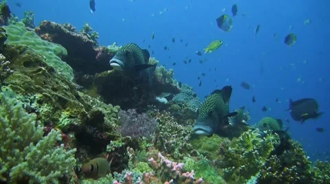 Harlequin sweetlips on a sloping reef Stock Footage 41998507
