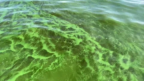 Harmful algal bloom. Stock Footage 160254201