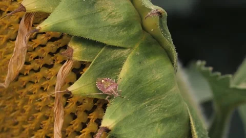 A harmful beetle eats sunflower leaves on an agricultural field. Close-up Stock Footage 316162913