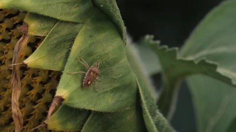 A harmful beetle eats sunflower leaves on an agricultural field. Close-up Stock Footage 316162936