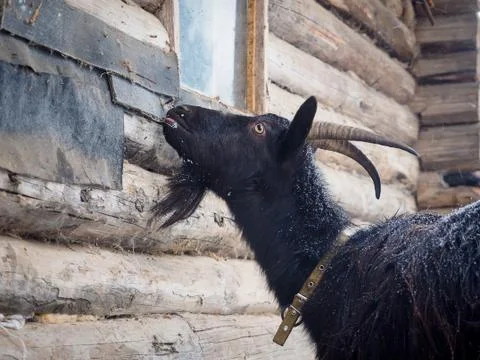 Harmful goat eats the wall of the barn Stock Photos
