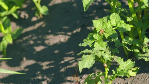 Harmful insects mating. Crop pests examine green leaf. Reproduction of colorado Stock Footage 204809909