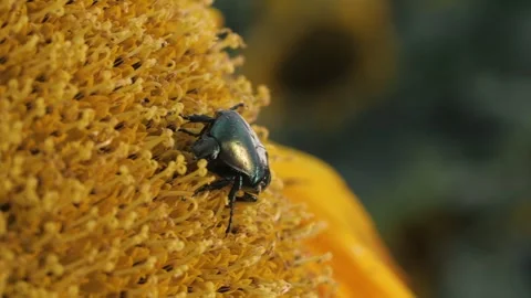 A harmful may beetle sits on a sunflower in an agricultural field. Stock Footage 316163085