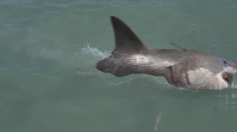 Harmful shark attacking while swimming in sea 库存影片 67555240