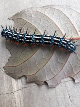 Harmless Stock Photos