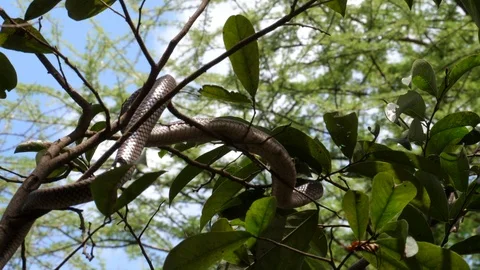 Harmless snake Video stock 125464646